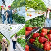 Anh-web-Top-Ten-Travel – tour-han-quoc-du-xuan-seoul-nami-everland-2